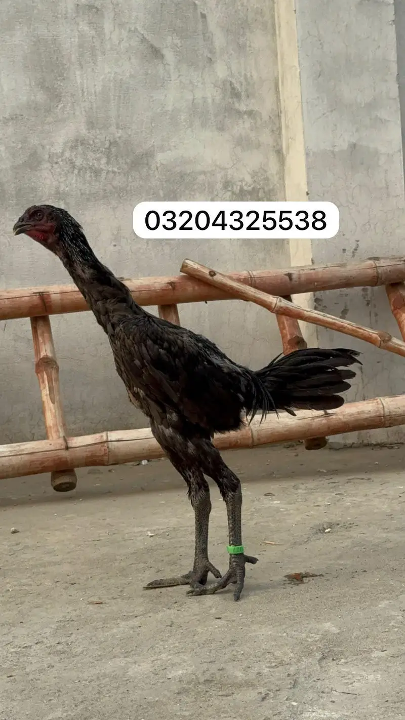 Dragon birds 03204325538 — photo 3