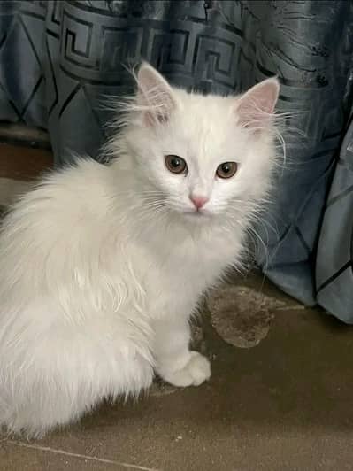 White cat persian