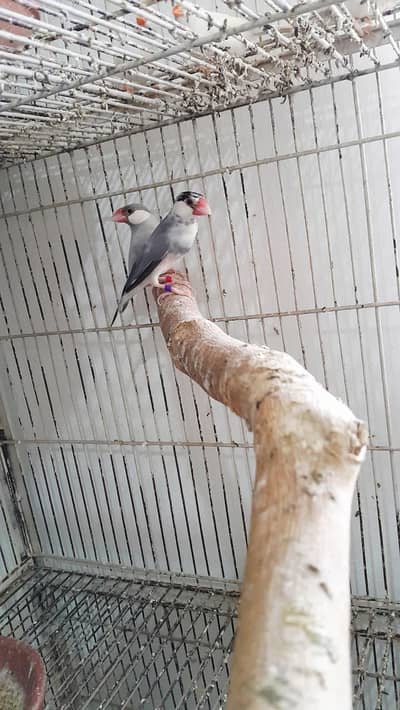silver jawa breeder pair