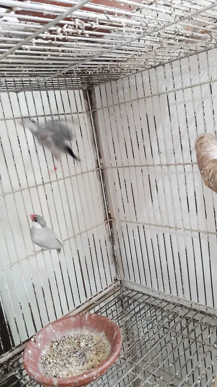 silver jawa breeder pair — photo 2