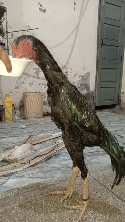 Shamo Male Female Heera female Mianwali Female chikes 03244632917