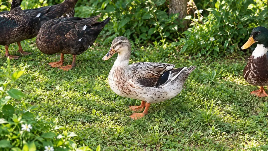 premium ducks for sale — photo 3