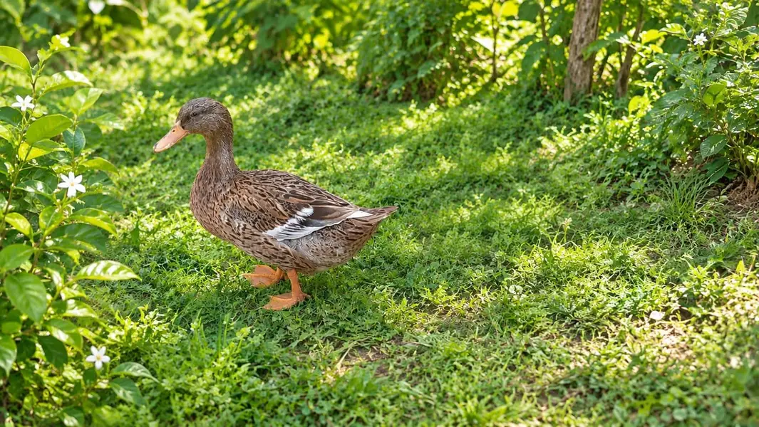 premium ducks for sale — photo 4