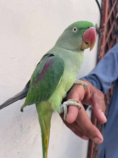 Raw Parrot