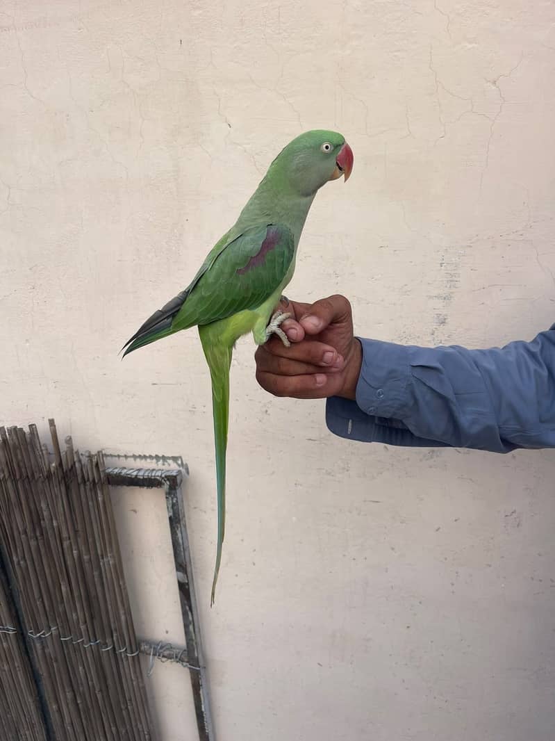 Raw Parrot 1