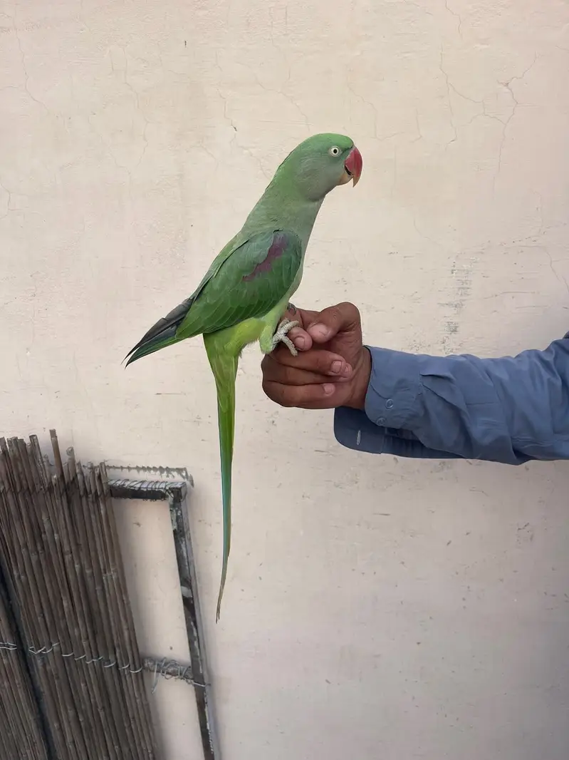 Raw Parrot — photo 2