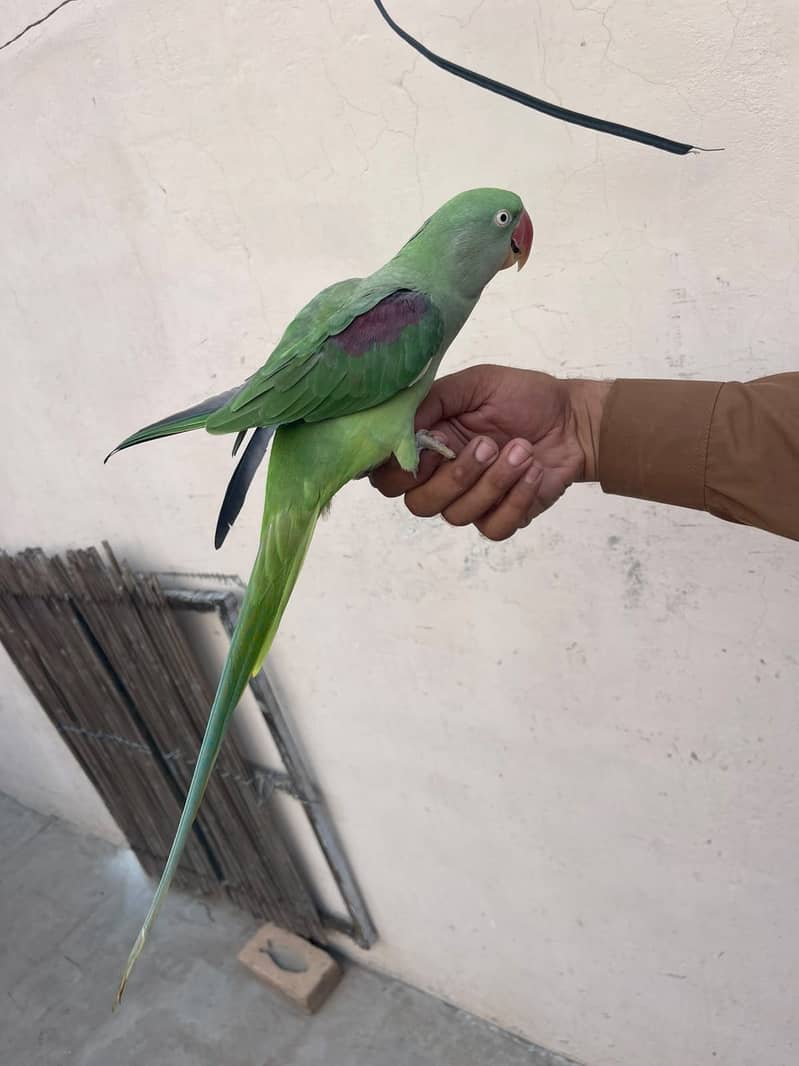 Raw Parrot 2