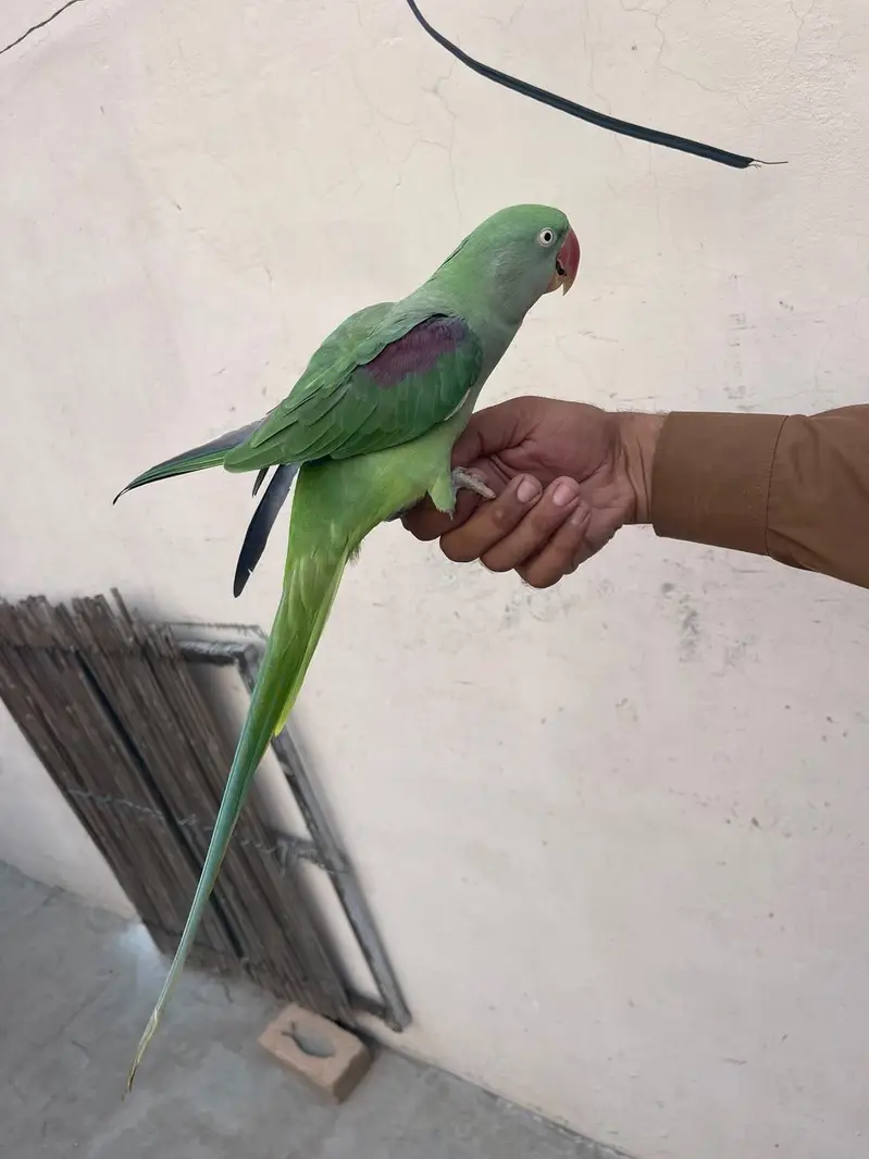 Raw Parrot — photo 3