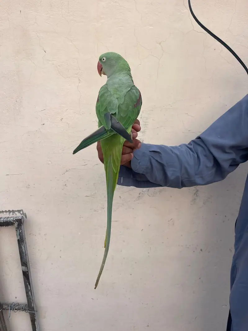 Raw Parrot — photo 4