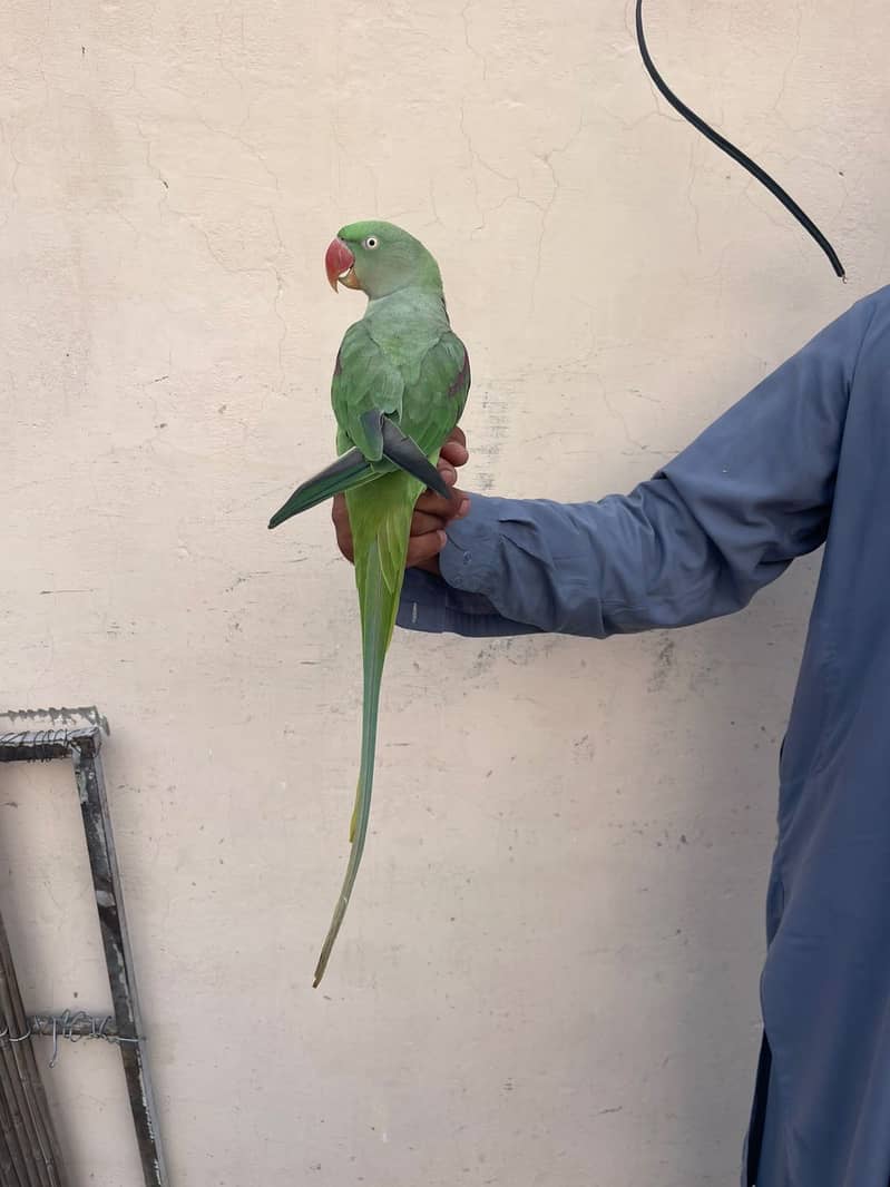 Raw Parrot 4