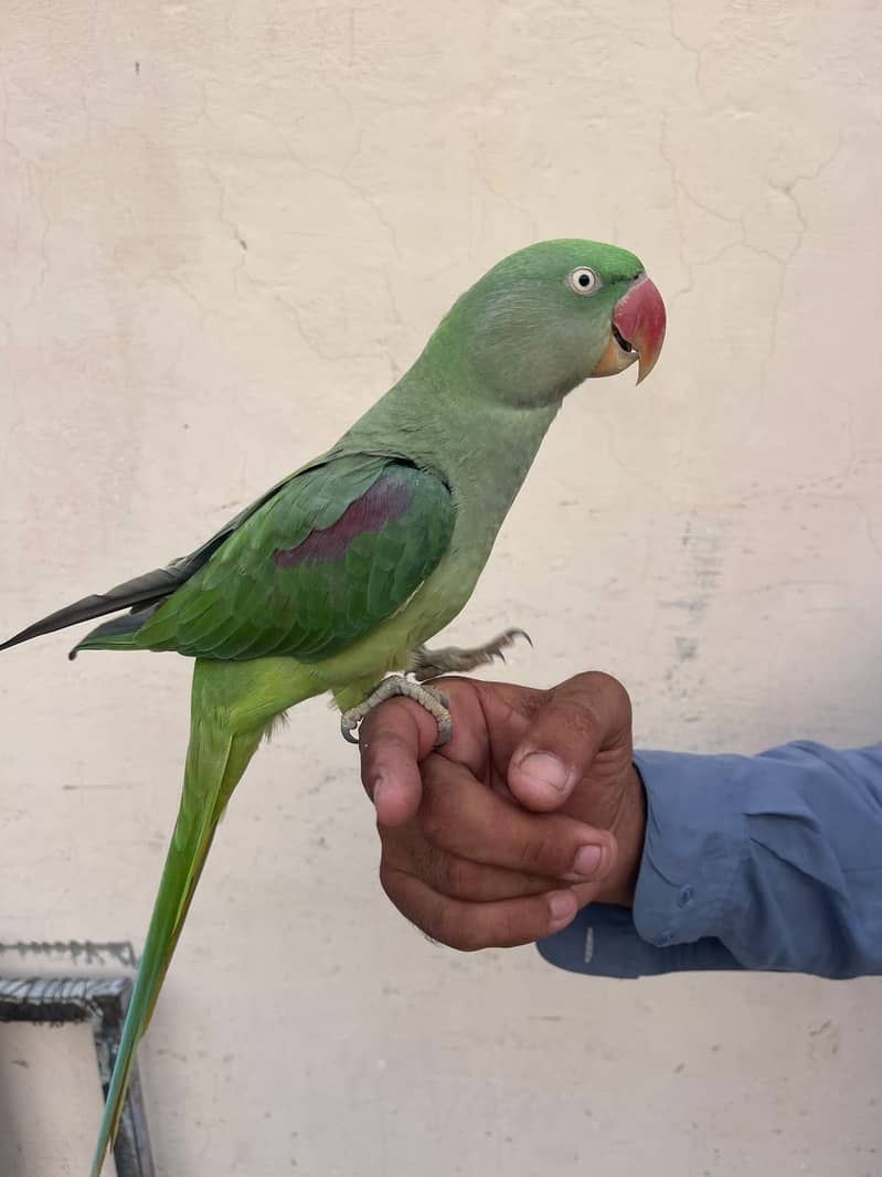 Raw Parrot 5