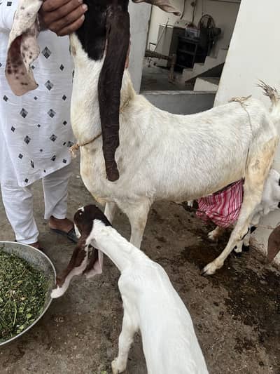 Top quality bakri