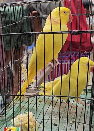 yellow ringneck pair exchange possible raw pair