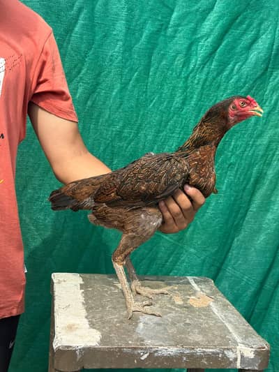 BURMI x hint Female available