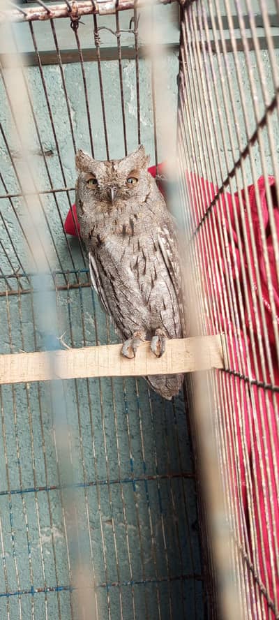 ullo available urgent sale