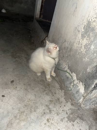 Cat for sale