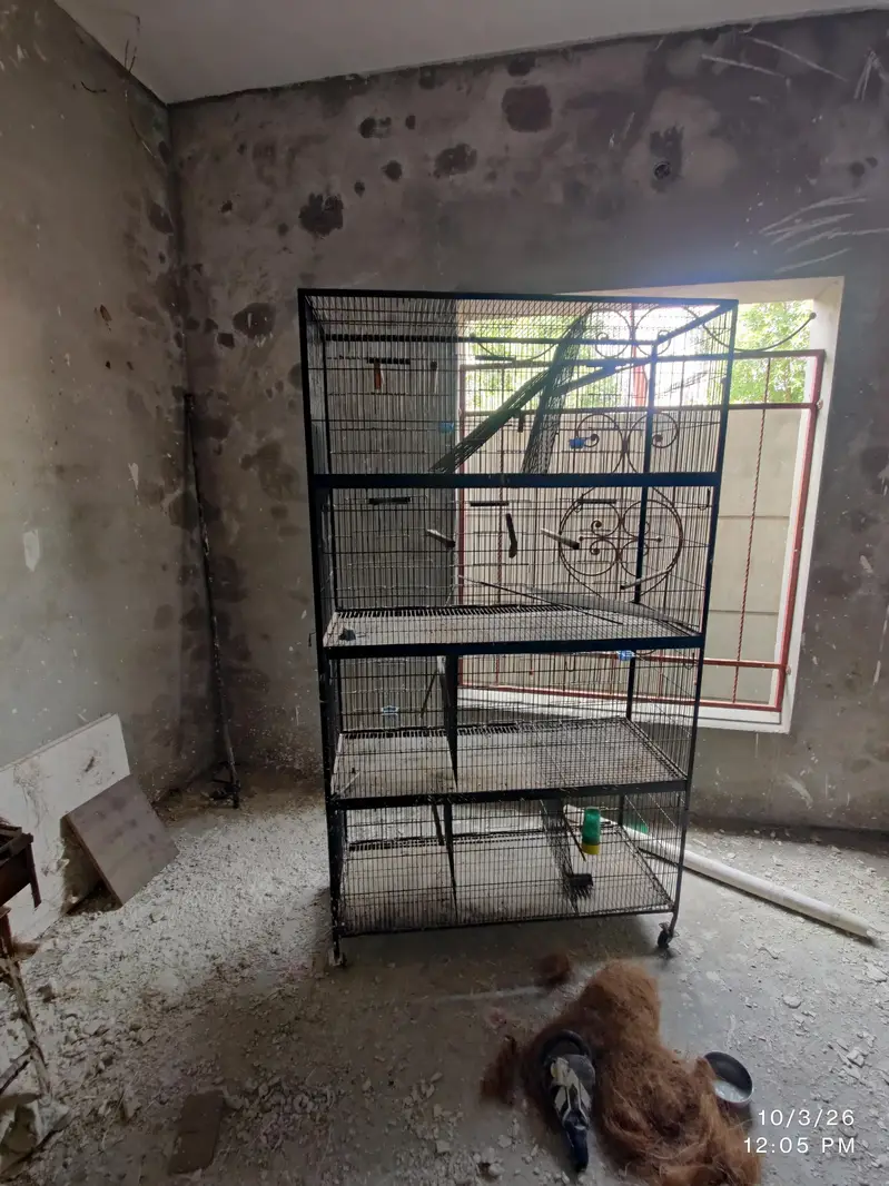 birds wood boxes. 400  Ak big iron bird cage 20000 — photo 2