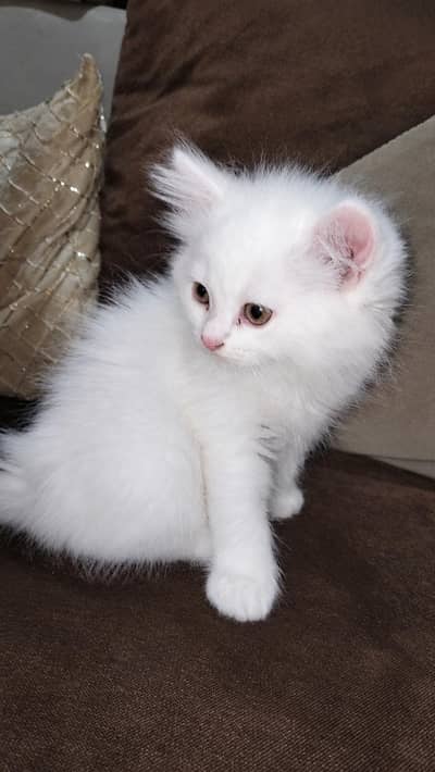 Persian kittens