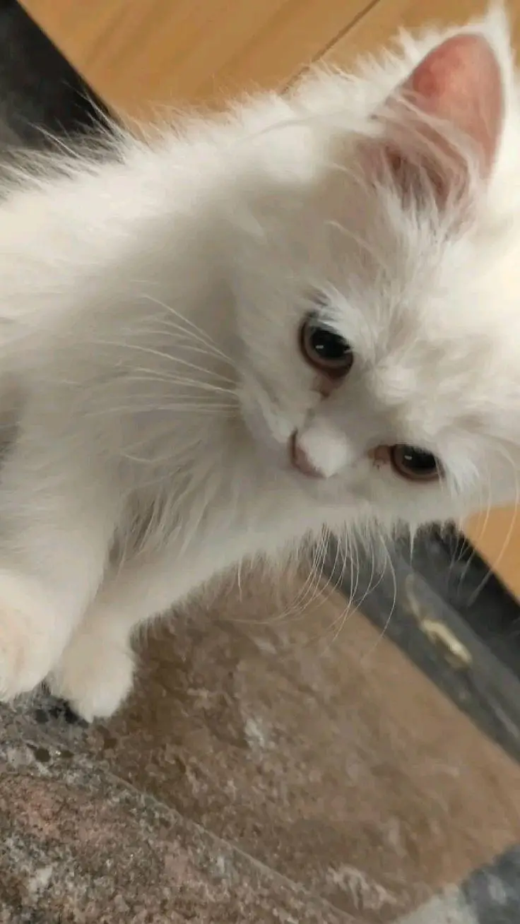 Persian kittens — photo 2