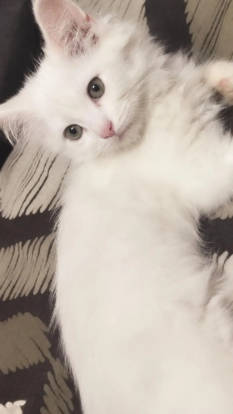 Persian kittens — photo 3