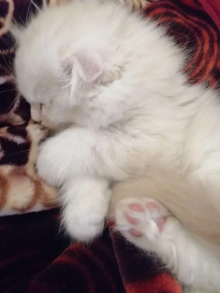 Persian kittens — photo 4