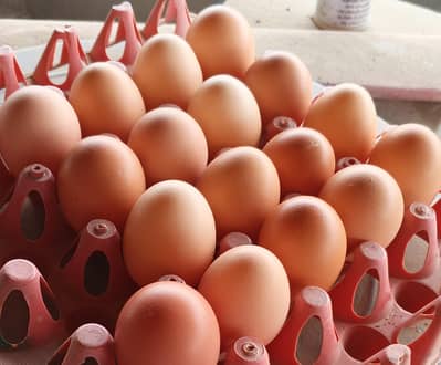 organic brown eggs sale