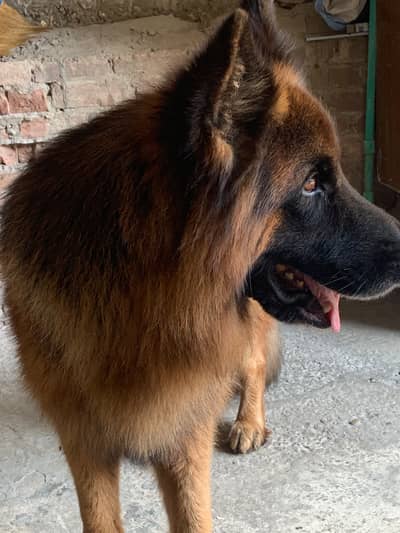 German Shepherd Long Coat