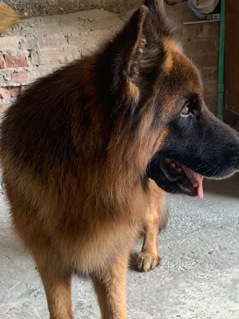 German Shepherd Long Coat