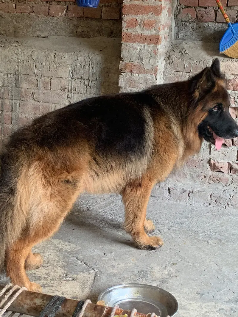 German Shepherd Long Coat — photo 2