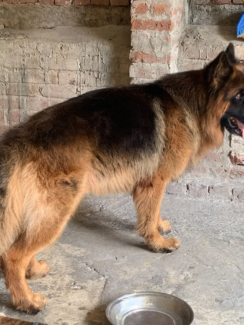 German Shepherd Long Coat — photo 3