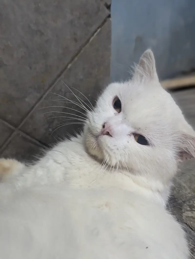 Persian cat for sale — photo 2
