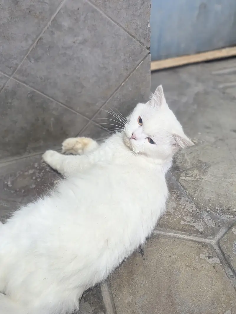 Persian cat for sale — photo 3