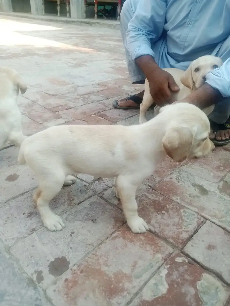 very nice beautiful nice dog — photo 2