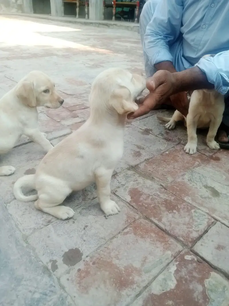 very nice beautiful nice dog — photo 3