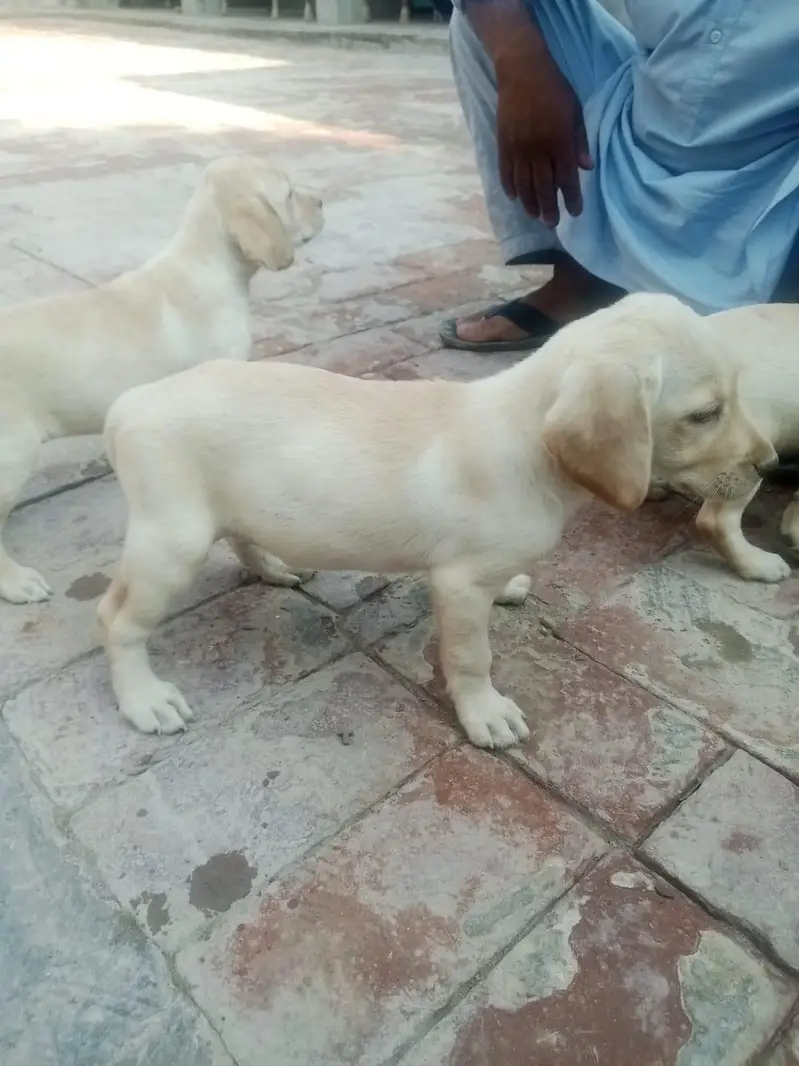 very nice beautiful nice dog — photo 4