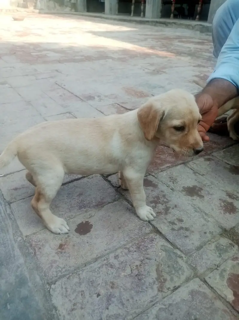 very nice beautiful nice dog — photo 5