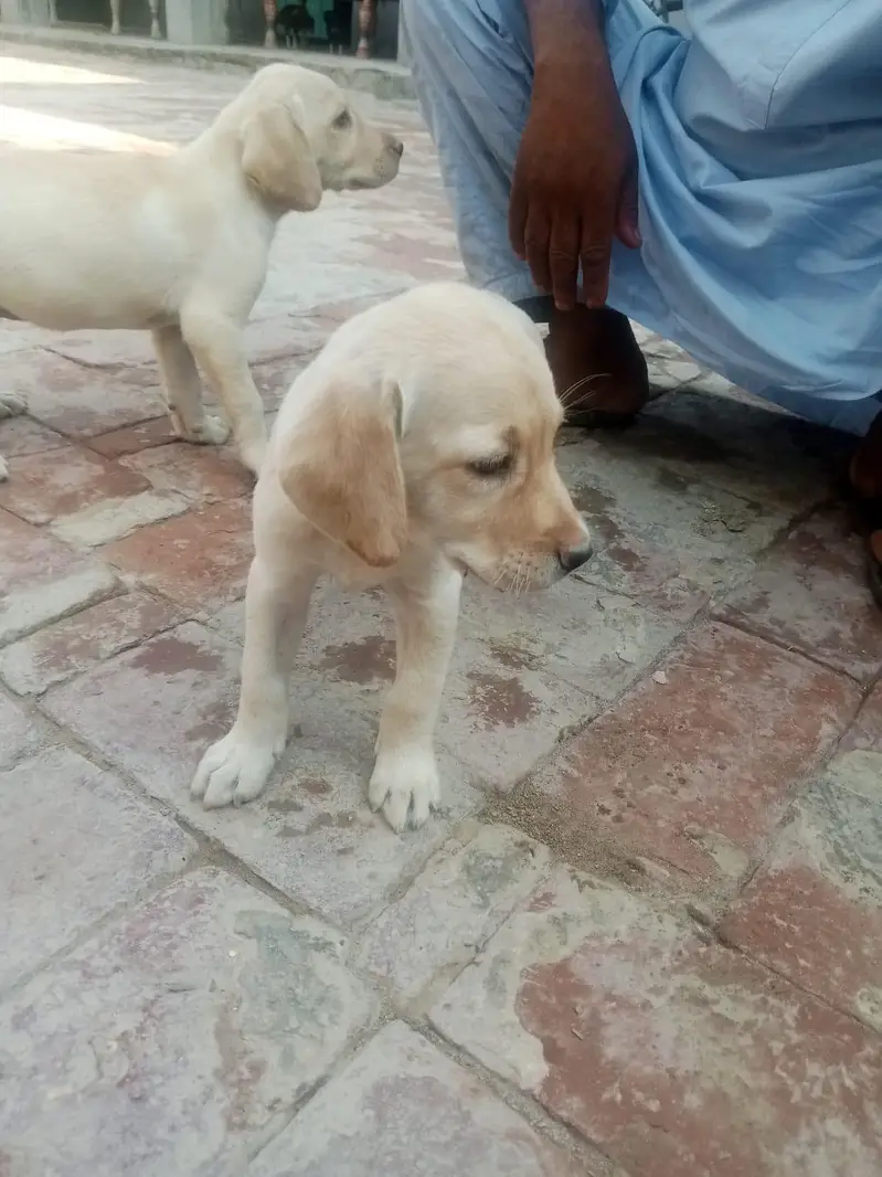 very nice beautiful nice dog — photo 6