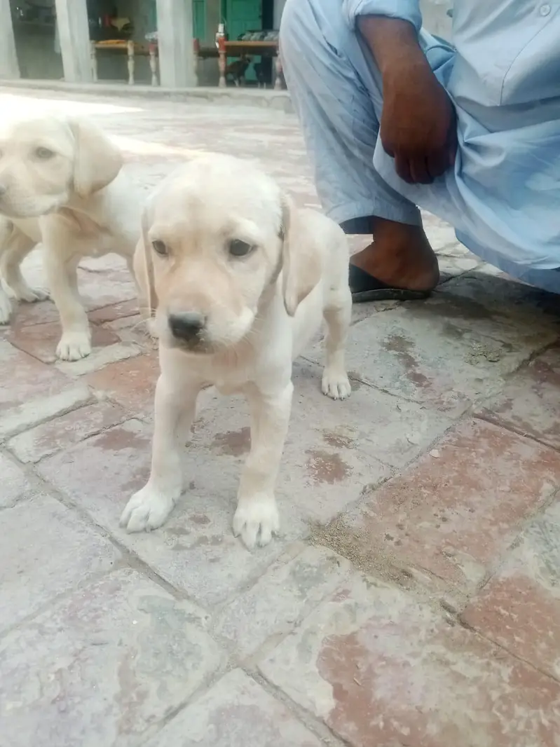 very nice beautiful nice dog — photo 9