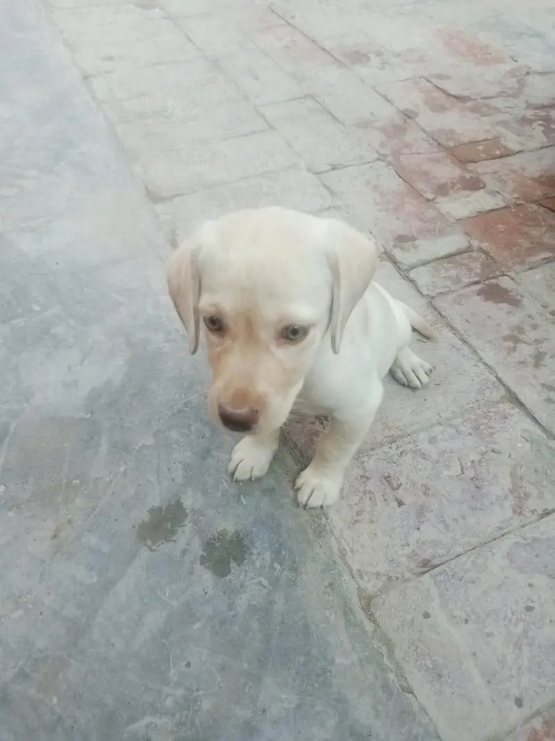 very nice beautiful nice dog — photo 12