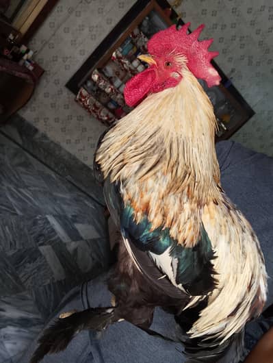 breeder heavy hair's fancy murgha