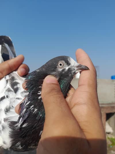 TEDDY PIGEON