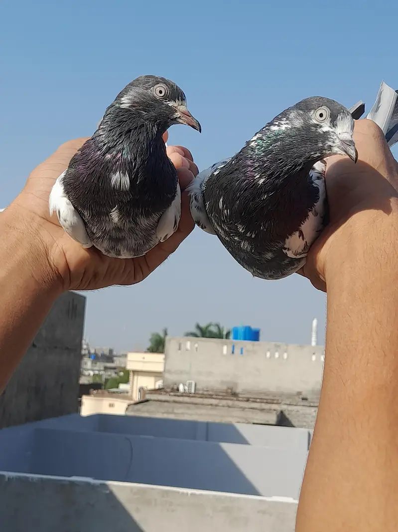 TEDDY PIGEON — photo 2