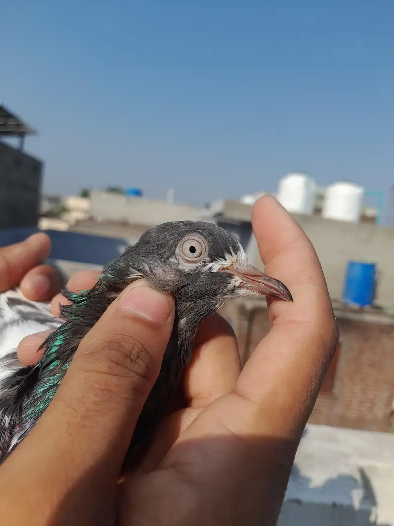TEDDY PIGEON — photo 3