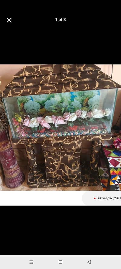 fish   aquarium