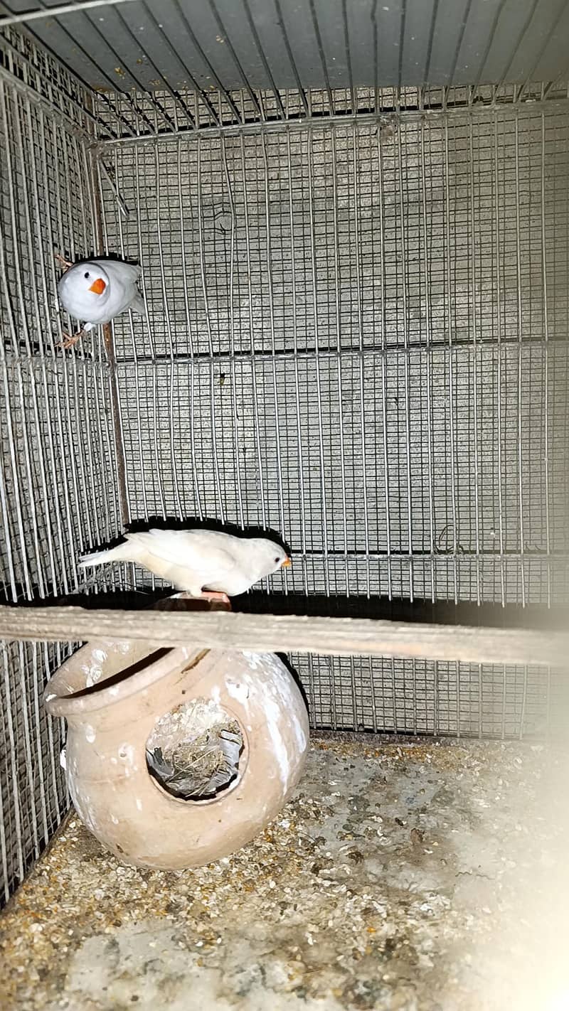 Bangles Breeder Pair 1