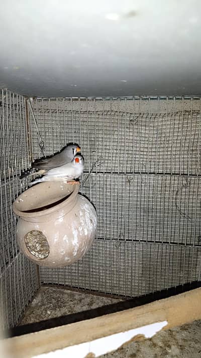 Bangles Breeder Pair