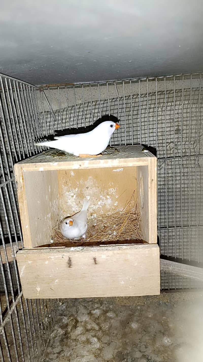 Bangles Breeder Pair 3
