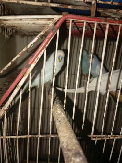 Australian parrots