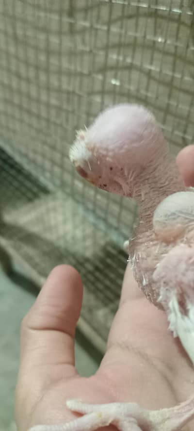 red eye cocktail 30days male female unknown for sell