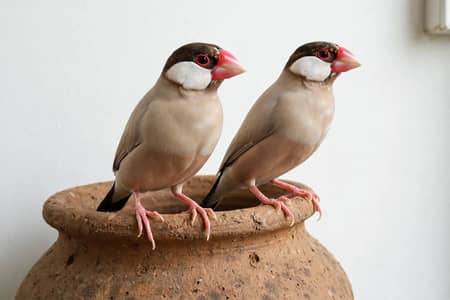 Pair Opal Java & 2 Pair Fawn Java For Sale - Ready To Breed - Lahore